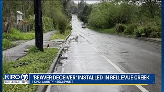 Beaver Deceiver Installed In Bellevue Creek