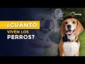 ¿Cuántos años viven los perros?