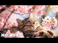 12 Hours Anti Anxiety Music For Cats 🐈 Stress Relief Music For Cats ♬ Calming Music For Cats