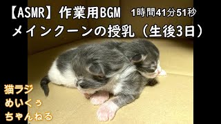 【作業用BGM】めい授乳（1時間41分51秒）【メインクーンの赤ちゃん】動画の最後はタイムラプスのおまけ付き 第116.5回猫ラジ【Mainecoon】