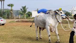 MKM Bull's meka krishnamohan gari senior bull's gantasala...in koppuravuru