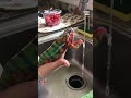 hilarious chameleon washes hands u0026 goes viral 🧼 shorts