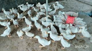 vigova duck farming in kerala