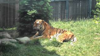 Hullabaloo: Indianapolis Zoo 2011