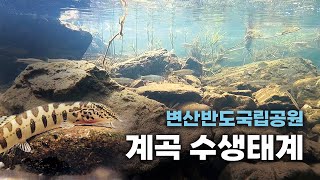 변산반도국립공원 계곡 수생태계