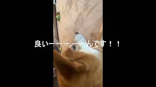 良いーーんですか？良いー－－－んです！！【川平〇英？？】