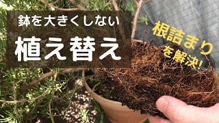 【観葉植物】根詰まりでも鉢を大きくしない植え替え方法