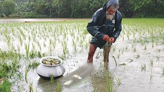 বন্যা ও জোয়ারে পানিতে ফাঁস জালে ফাঁসে ফাঁসে বড় সাইজের কৈ মাছ বেজেছে।। Best village Flooding Fishing