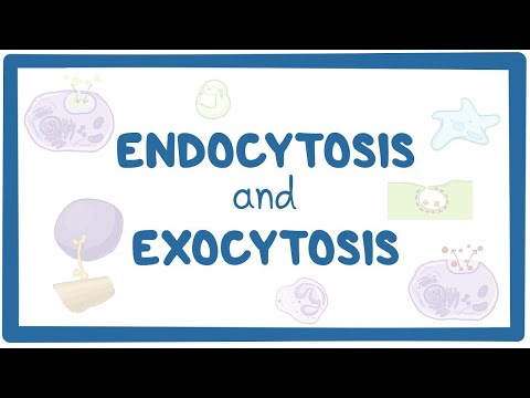 How does a cell take in large particles How does a cell expel large particles?