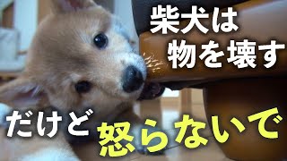 柴犬に破壊されたモノを一挙紹介！「柴犬を飼育するなら家財品がボロボロになる事は覚悟してください」