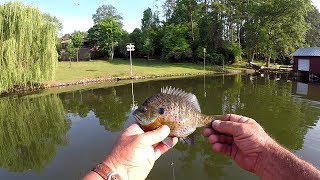 Bluegill Fishing With A Beaver Tail Grub