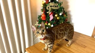 猫達に見守られながらクリスマスツリーを飾ります！