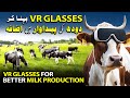 VR Glasses for Cows - Russian Farmers' Genius Trick for More Milk!