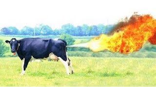 Are Cows Responsible For Global Warming?