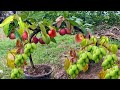 New technique: Grafting mangoes with apples to get the most fruit, it is unexpected