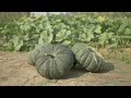 how to grow pumpkin ရွှေဖရုံ