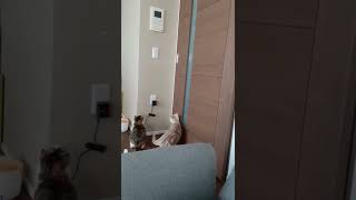 レーザーポインターで遊ぶ猫【Laser pointer and cat】