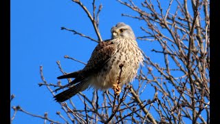 1644. Poštolka obecná, Common kestrel, Turmfalke, Torenvalk, Обыкновенная пустельга, Pustułka