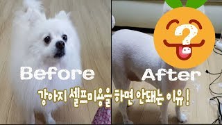 강아지 셀프미용을 하면 안돼는 이유..l 폼피츠 몽디의 변신과정l Don't try a dog self-hair cut easily at home.