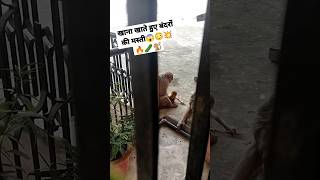 बन्दरों की गैंग आई खाना खाने🥒🐒झूला झूला,खूब की मस्ती😳😱🤯💥🤨#shortvideo#monkeyfood#shorts#trending