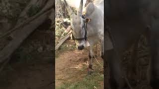 2 Teeth Huge Hallikar Race Bull #indianbulls #bullrace #hallikarbull #racebull