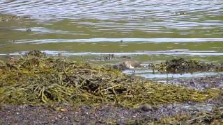 Common Sandpiper - Salen, Isle of Mull