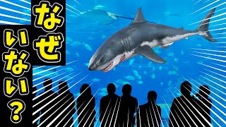 世界中の水族館にホホジロザメがいない4つの理由【ノレッジPlus】