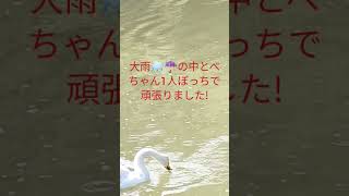 飛べない白鳥とべちゃん🦢頑張ってます!😤