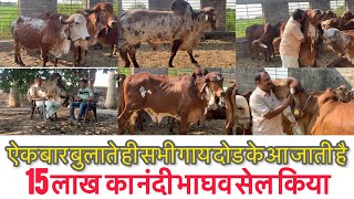 History of Madhav Shree Hari gir gaushala Maliya hatina || Gir cow Gujarat