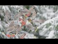 bohemian waxwing flock of birds in winter