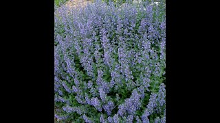 What's wrong with my Nepeta ??