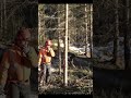 this is how i fell a tree around another tree