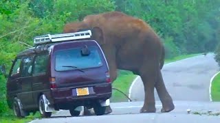 Unbelievable Incident Elephant Breaking Van For Food Hunting