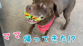 大好きなママの帰宅とお出かけで態度が180度変わる犬