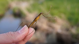 水中版カマキリ！？ガサガサで最強の狩人昆虫を捕獲する！