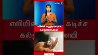 எலியின் கழுத்தை கடித்து பழிவாங்கிய மாணவி | Gem tv