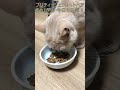 ブリティッシュショートヘア 飼い猫まめちゃん 今日も元気！ shorts