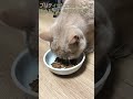 ブリティッシュショートヘア 飼い猫まめちゃん 今日も元気！ shorts