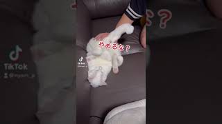 やめろや？#shorts #やめろや #猫