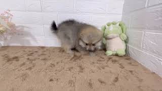 ペットショップ犬の家＆猫の里ニッケパークタウン加古川店　181428ポメラニアン