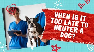 When Is It Too Late To Neuter A Dog?