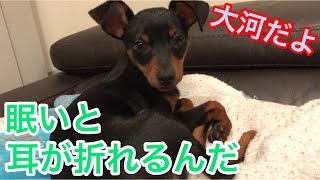 【ミニピン】折れ耳/就寝中(Sleeping)/大河 5ヶ月 ♂(Miniature pinscher/Puppy)