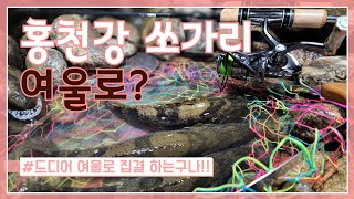 홍천강 쏘가리 여울꼬리 이제 시작인가?