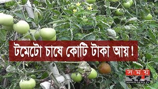 টমেটো চাষে কোটি টাকা আয়! | Tomato Cultivation | Somoy TV