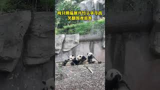 火爆场面！两只大熊猫争食竹子，引发\