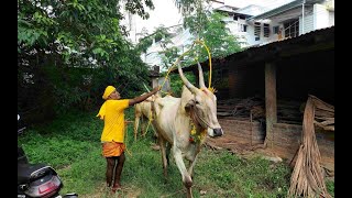 CUMBUM BHAGAVATHI AMMAN (2024) Yellow Bath Festival