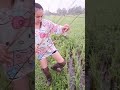 a good vibe in the morning at the rice field in laos. laos thailand farming rural vibes