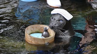 アザラシショー／箱根園水族館