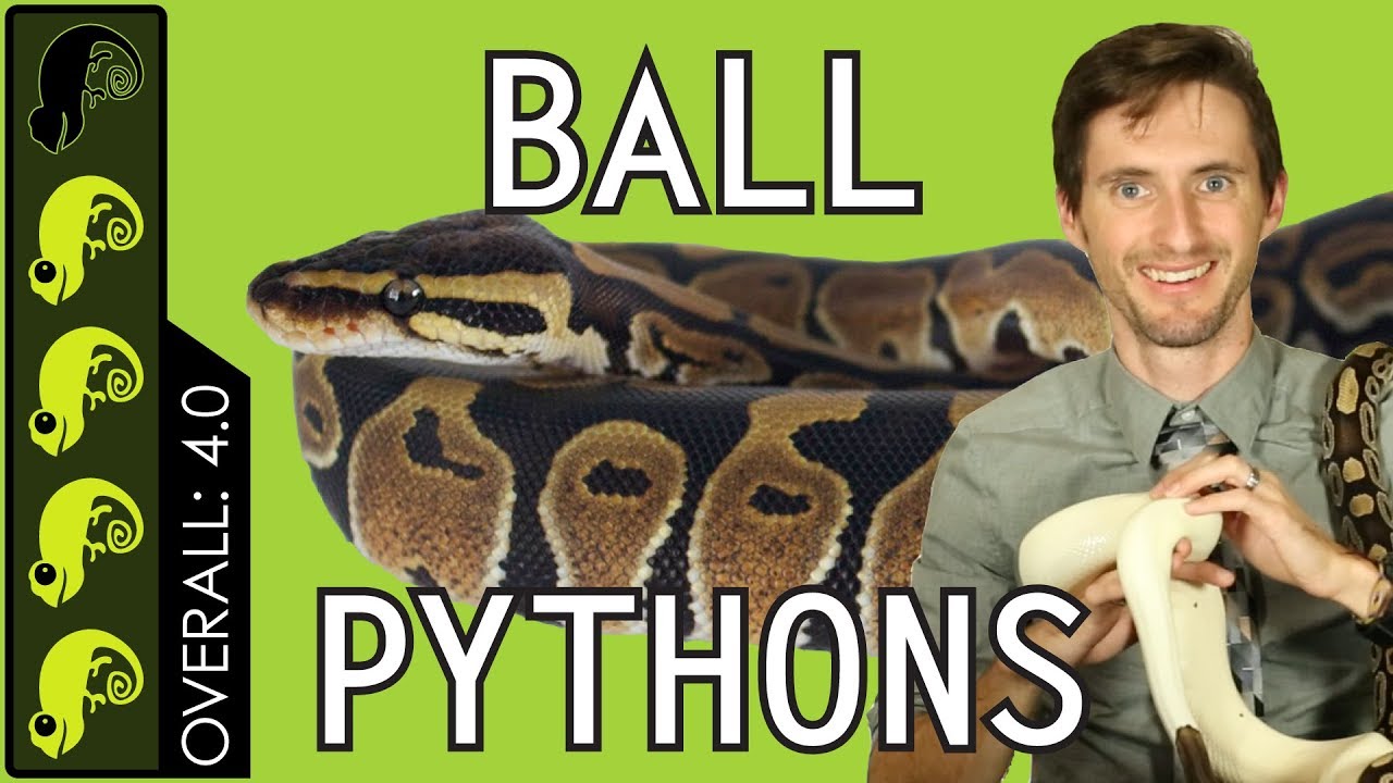 Ball Python The Best Pet Reptile Housepetscare