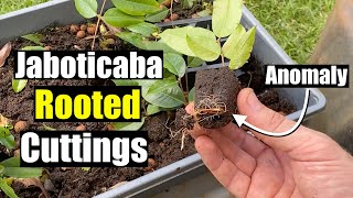 Rooting Anomaly Jaboticaba Cuttings - Cloning Rare Fruit Trees